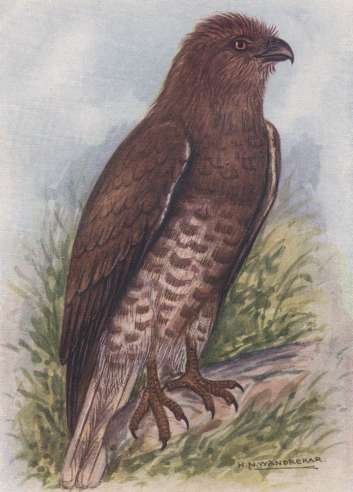 INDIAN BIRDS. The Short-toed Eagle 1943 old vintage print picture